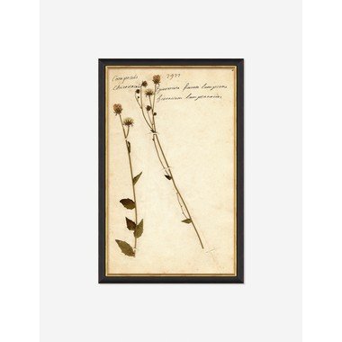 Herbarium C Wall Art - Black / 11" x 17"