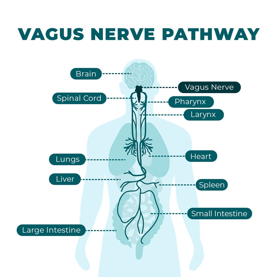 What Happens in Vagus: How the Vagus Nerve Affects Your Health