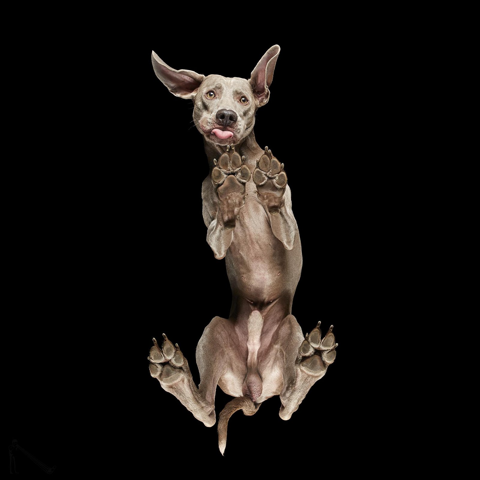 ''Underlook'' Pet Photographer Andrius Burba