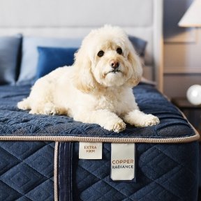 People (and pet!)- approved comfort in 4 feels >