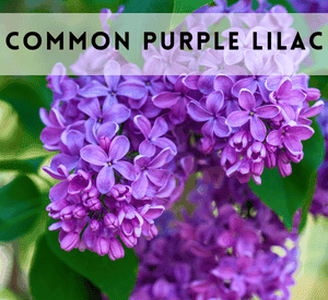 Common Purple Lilac