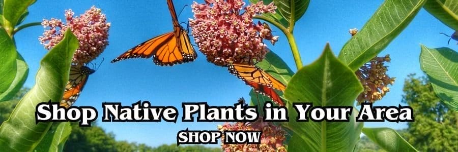 Shop Native Plants in Your Area