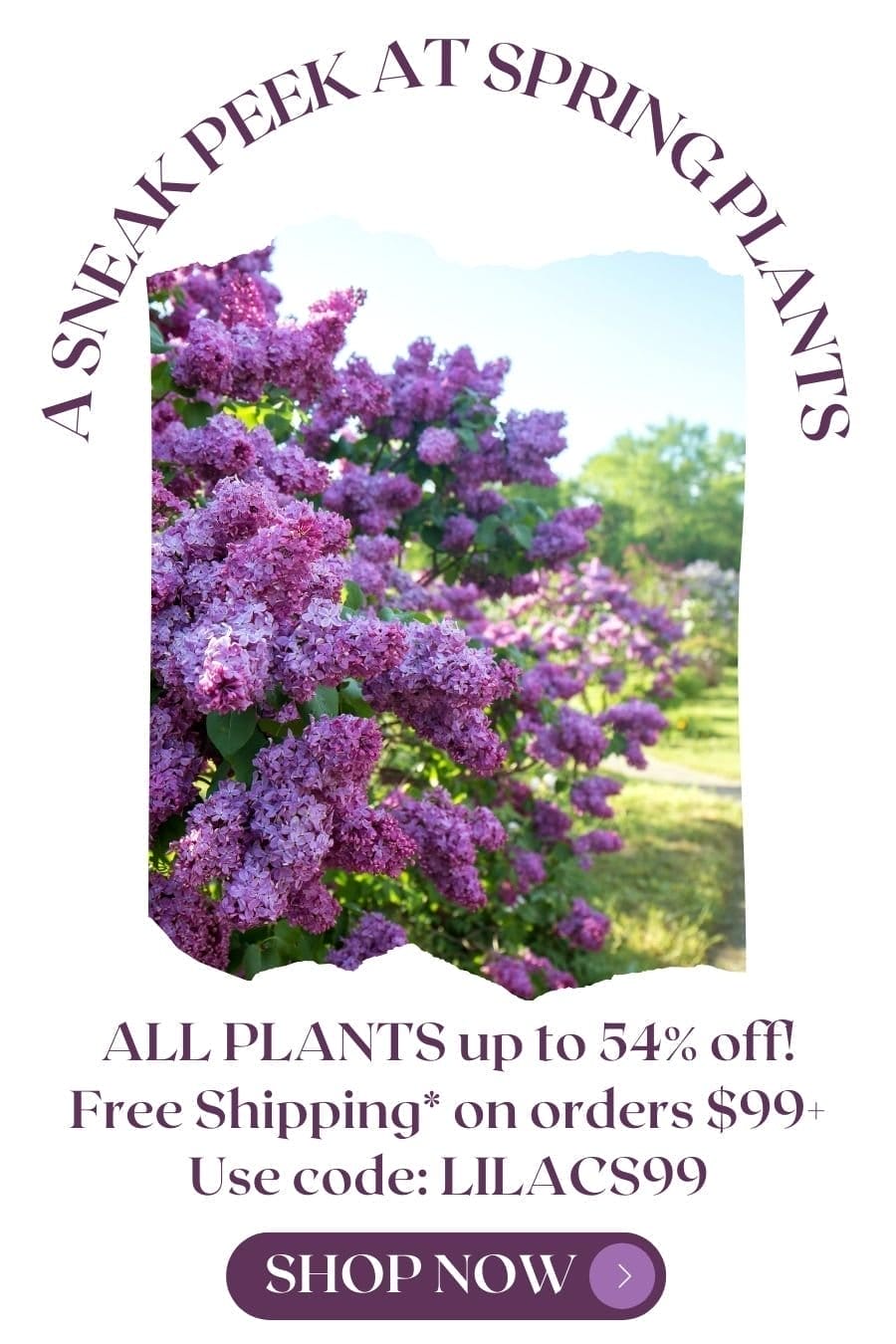 A sneak peek at spring plants. ALL PLANTS up to 54% off!