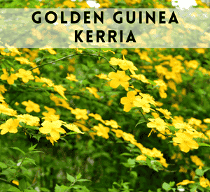 Kerria Golden Guinea