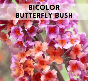 BiColor Butterfly Bush