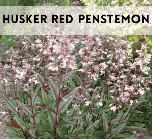 Husker Red Penstemon