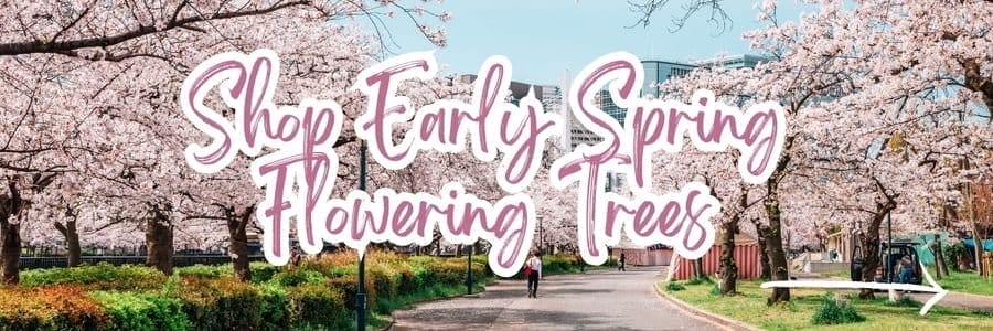 Shop Early Spring Flowering Trees