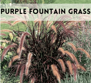 Purple Fountain Grass