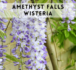 Amethyst Falls Wisteria