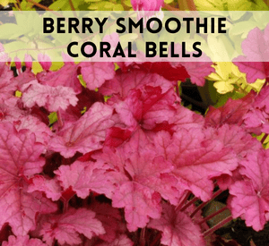 Berry Smoothie Coral Bells