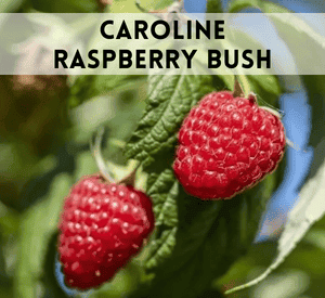 Caroline Raspberry Bush