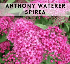 Anthony Waterer Spirea