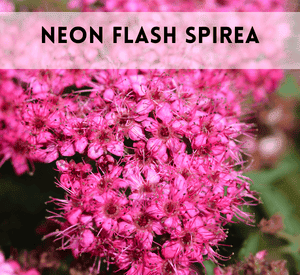 Neon Flash Spirea