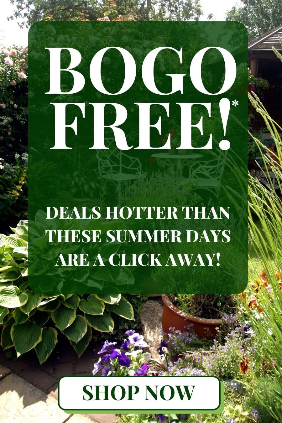 BOGO hotter than these summer days!