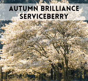 Autumn Brilliance Serviceberry