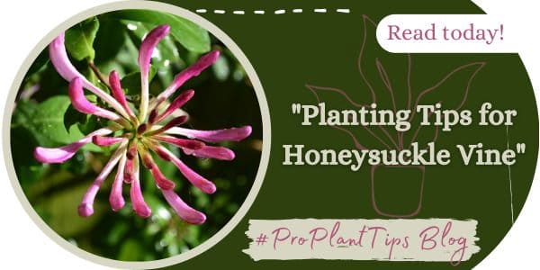 Planting Tips for Honeysuckle Vine