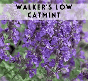 Walker's Low Catmint