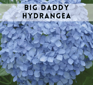 Big Daddy Hydrangea