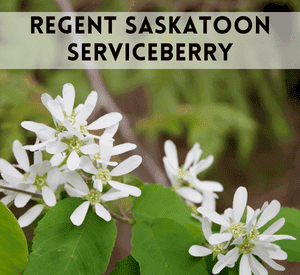 Regent Saskatoon Serviceberry