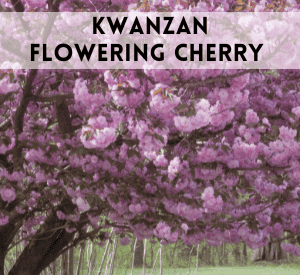 Kwanzan Flowering Cherry