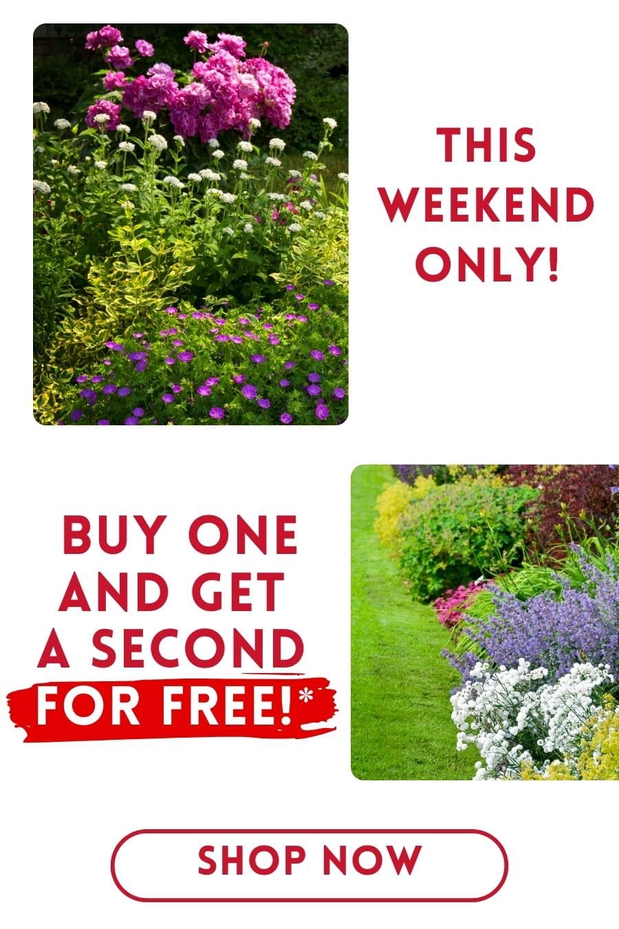 Buy One and Get a Second FOR FREE! This Weekend Only!