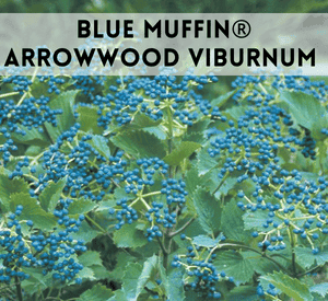 Blue Muffin® Arrowwood Viburnum