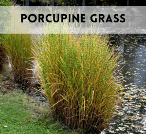 Porcupine Grass