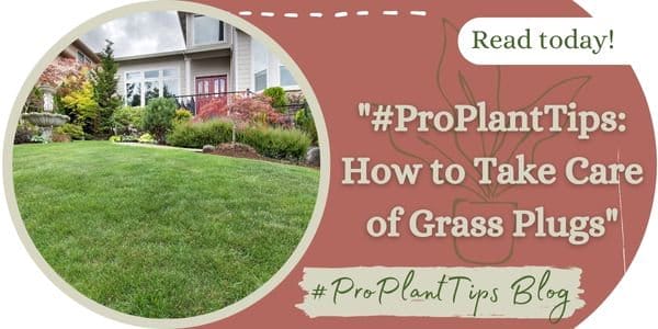 #ProPlantTips: How to Take Care of Grass Plugs