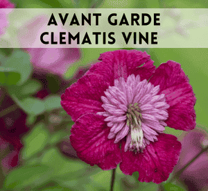 Avant Garde Clematis