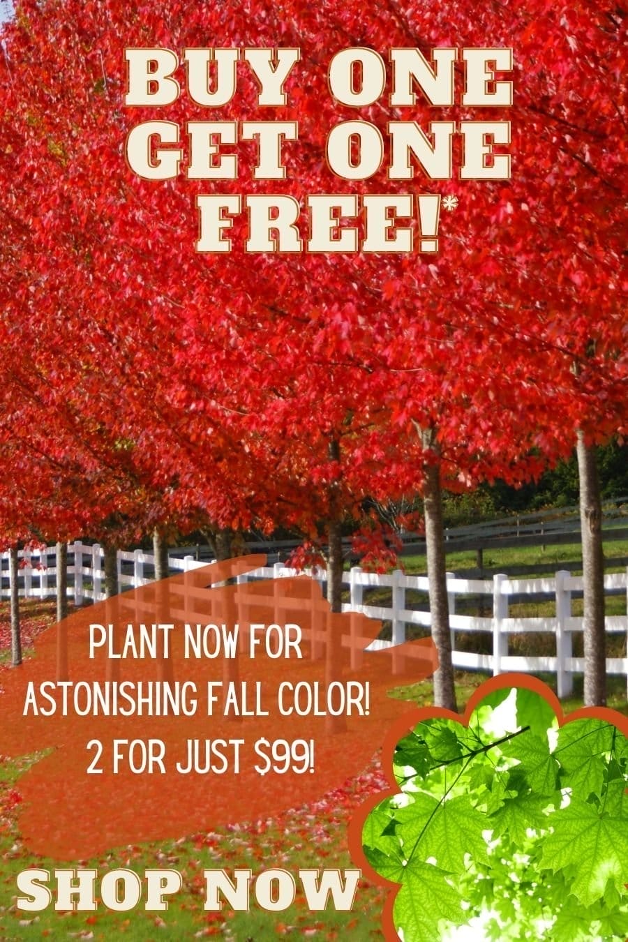 Buy One Get One Free. Plan now and get Astonishing fall color…Autumn Blaze Maple!