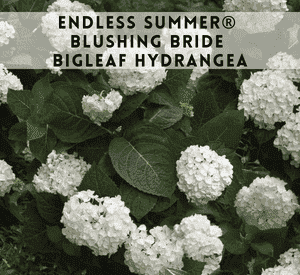 Endless Summer® Blushing Bride Bigleaf Hydrangea