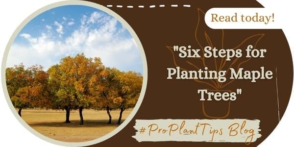 Six Steps for Planting Maple Trees