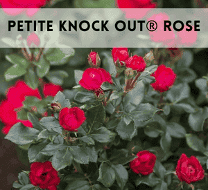 Petite Knock Out® Rose