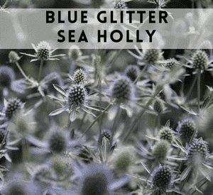 Blue Glitter Sea Holly