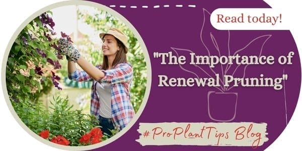 The Importance of Renewal Pruning