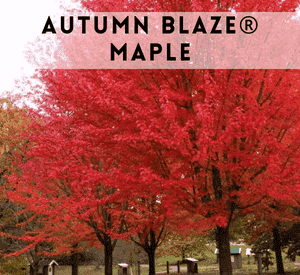 Autumn Blaze® Maple