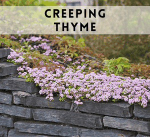 Creeping Thyme