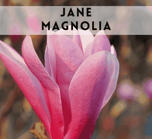 Jane Magnolia Tree