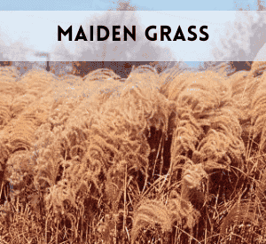 Maiden Grass