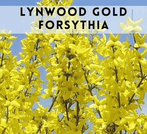 Lynwood Gold Forsythia