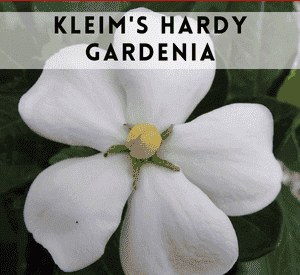 Kleim's Hardy Gardenia