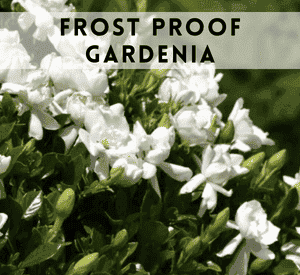 Frost Proof Gardenia