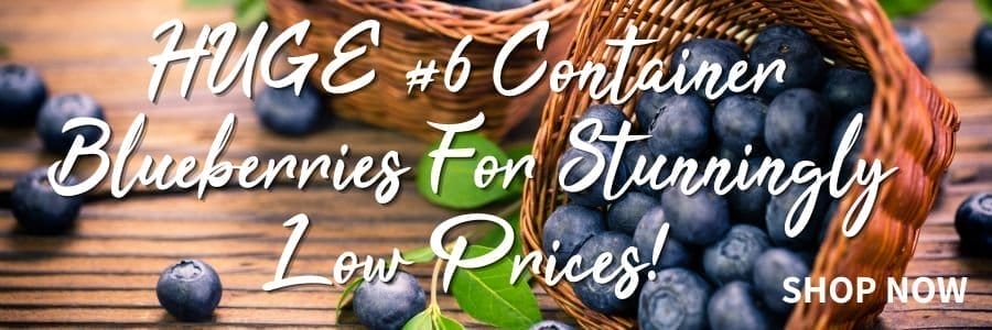 HUGE #6 Container Blueberries For Stunningly Low Prices!