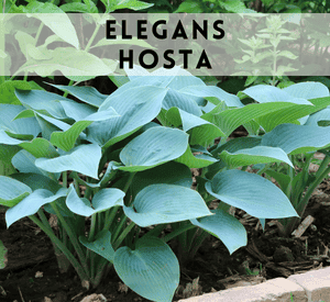 Elegans Hosta