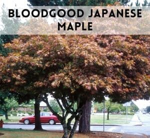 Bloodgood Japanese Maple