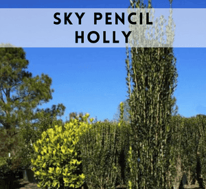 Sky Pencil Holly