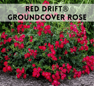 Red Drift® Groundcover Rose