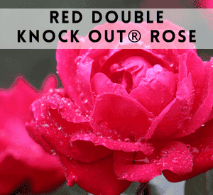 Red Double Knock Out® Rose Shrub