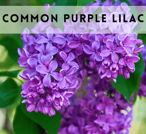 Common Purple Lilac