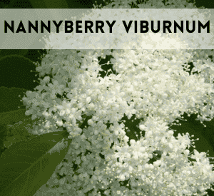 Nannyberry Viburnum